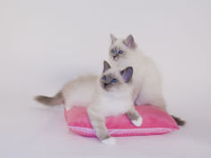 birman desktop wallpaper