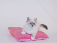 birman hd wallpaper