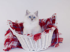 birman wallpaper