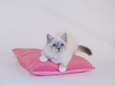 birman widescreen