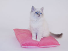 birman widescreen wallpaper
