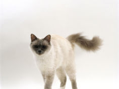 blue birman female