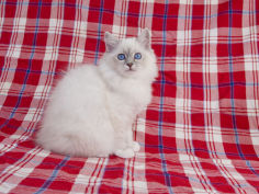 cat birman background