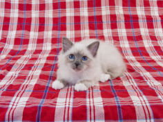 cat wallpaper birman
