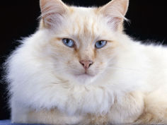 red flame male birman