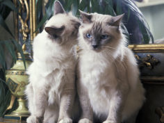 two birman cats sitting on furniture interacting