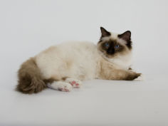 wide wallpaper birman