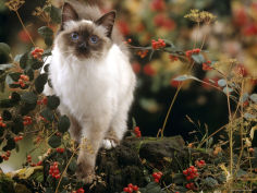 young birman cat among cotoneaster berries and ground elder seedheads