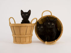 bombay cat hd