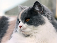 british longhair white hair lying