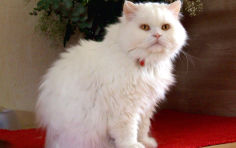 british longhair white hair sitting yellow eyes