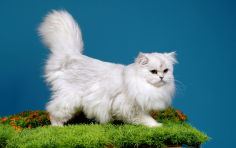 british longhair white hair whiskers standing dark pink nose