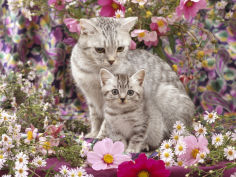 british shorthaired silver spotted tabby with her 8 week kitten among flowers