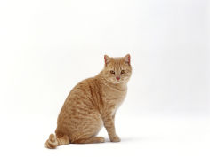 cream british shorthair male sitting