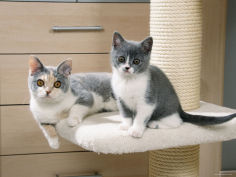 two british shorthair kittens