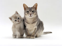 blue burmese cross bella with her lilac kitten