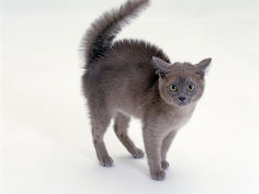 blue burmese kitten frightened with fur raised along back and tail fluffed up