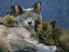 blue burmese with 4 week brown burmese kittens