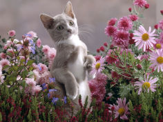 burmese cross kitten standing on rear legs among pink chrysanthemums and heather