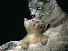 burmese kitten with his blue mother