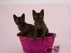 cat sable burmese background