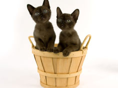 cat wallpaper sable burmese