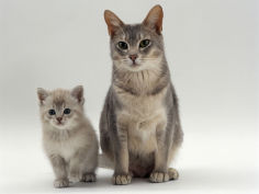 domestic cat blue burmese cross with her lilac kitten