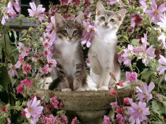 grey burmese cross kittens on birdbath among flowers