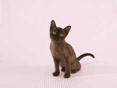 sable burmese 23