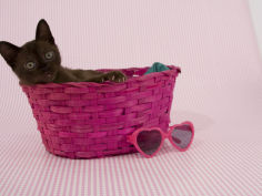 sable burmese cat hd