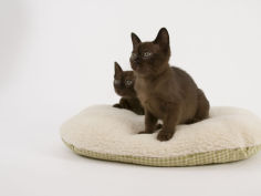sable burmese desktop wallpaper