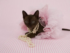 sable burmese hd wallpaper