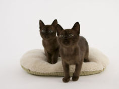sable burmese wallpaper