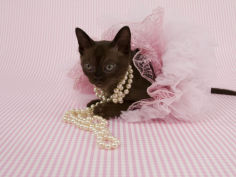 sable burmese widescreen