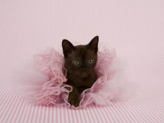 sable burmese widescreen wallpaper