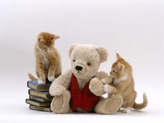 two red burmese cross kittens with teddy bear