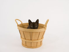 wide wallpaper sable burmese