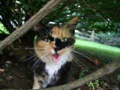 calico cat hisses a warning