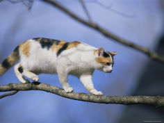 calico cat tightropes across a tree limb