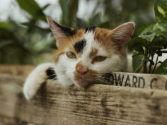 calico cat with his head resting on flower box in a green house