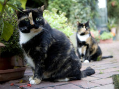 colorful pair of calico cats on the brick sidewalk