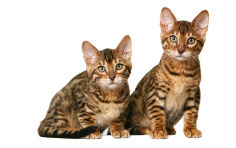 california spangled brown hair green eyes dark pink nose 2 cats