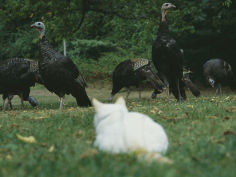 a pet domestic cat watching a flock of wild turkeys