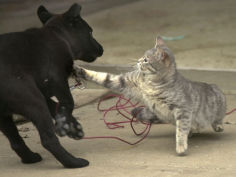 after being woken by a playful puppy a cat gets its revenge