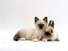 birman kitten with baby seal point netherland dwarf rabbit colour coordinated