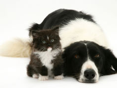 black and white border collie lying chin on floor with black and white kitten