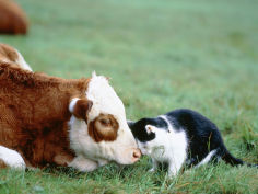 black and white cat and calf touching each other with heads