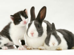 black and white kitten smelling grey and white rabbits