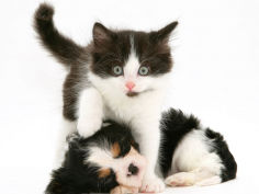 black and white kitten walking over sleeping cavalier king charles spaniel puppy