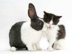 black and white kitten with blue dutch rabbit